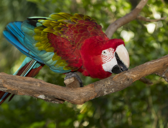 GREEN-WINGED MACAW