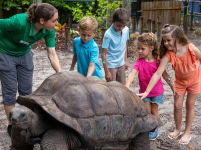 Group of kids meeting a tortoise image